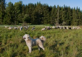 AOPK ČR doporučuje chovatelům na Vysočině zabezpečovat kvůli přítomnosti vlků hospodářská zvířata
